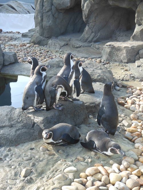 Humboldt penguins