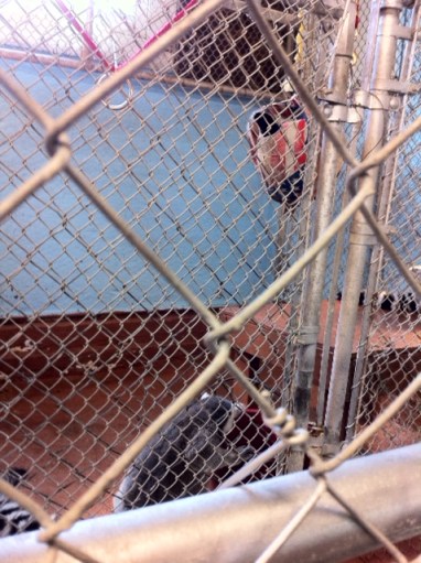 When the lemurs get bored they can play with a patriotic ball.