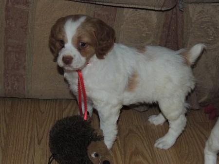 Naming a puppy is a lot easer than naming a baby!