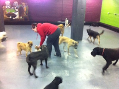 At first I worried the big dogs would bully Piper, but it was actually the other way around.