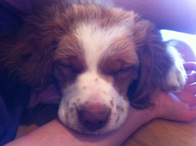 A happy dog is a tired dog.  