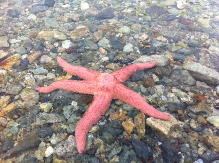 Starfish like this one are common in the waters around Vancouver.