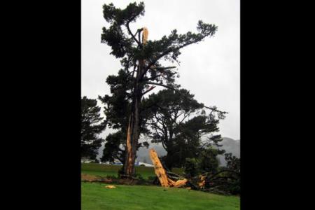 No, this isn't the upside-down tree from my youth, but it gives you the idea. Creepy, right?