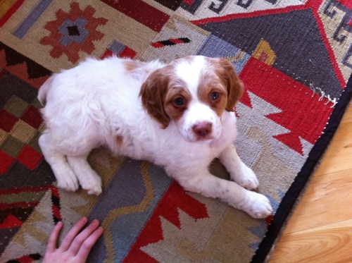 Piper as a puppy at 8 weeks old.