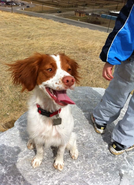 Piper at Tom Campbell Hill dog park.