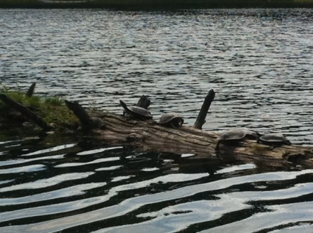 Five Western Painted turtles sun themselves atop a log at Hidden Lake near Fernie, B.C.