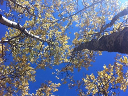 Avery said, "Wow, look up!" Gorgeous. 