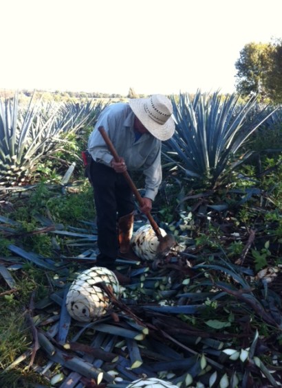 Agave field near Arandas, Jalisco state, Mexico
