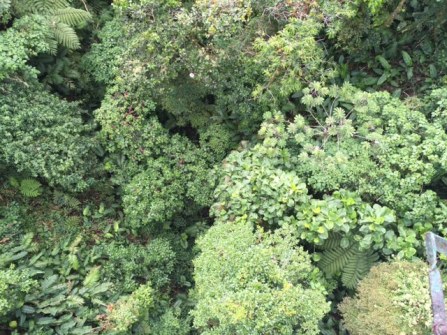 Fifty shades of green.