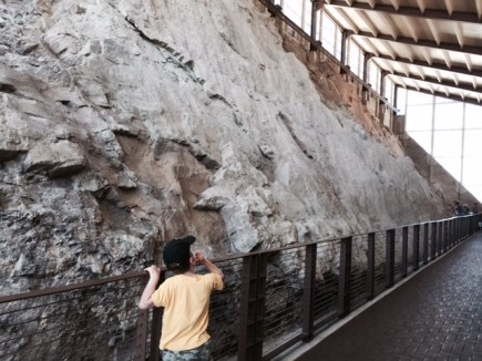 Bennett stands alone in the Quarry Exhibit Hall looking up at the giant wall cock-a-block with dinosaur fossils.