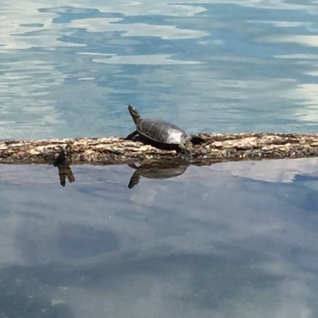 It's easy to spot Western Painted turtles at Surveyor's Lake.
