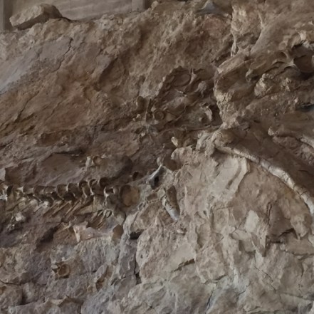 Dinosaur vertebrae an other fossils are easy to spot inside the Quarry Exhibit Hall.