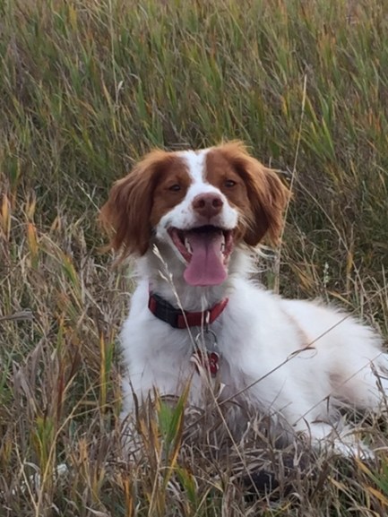 Piper stops for a rest at Nose Hill Park.