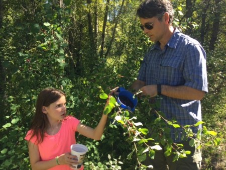 The fruit pickers hard at work along the river trail behind the Fernie Golf Club.