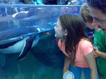 The Penguin Plunge at the Calgary Zoo is a family favourite.