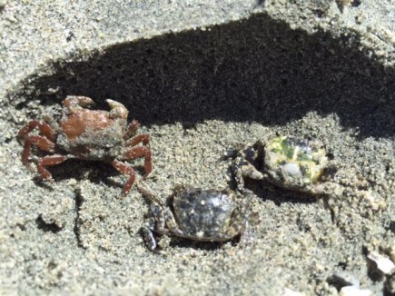 Three tiny shore crabs at Rathtrevor Beach Provincial Park.