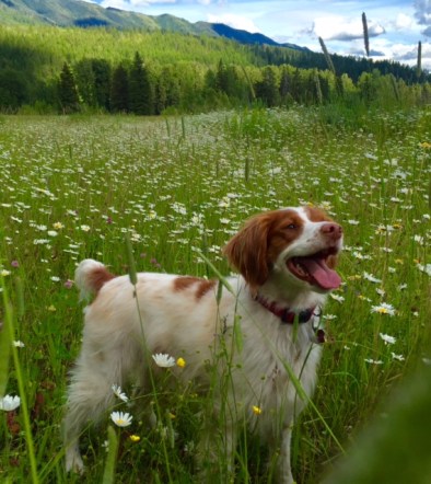 Piper's head shot for Gun Dog Magazine.