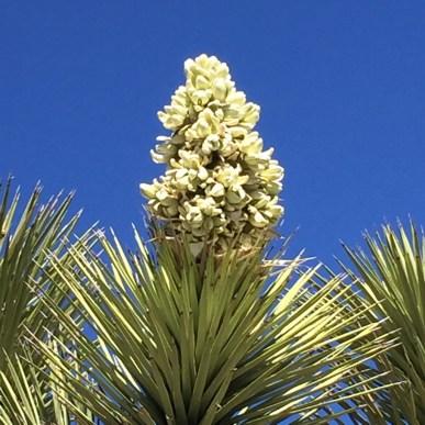 If you visit the park in late-February/early-March, you'll see the Joshua trees in full bloom.